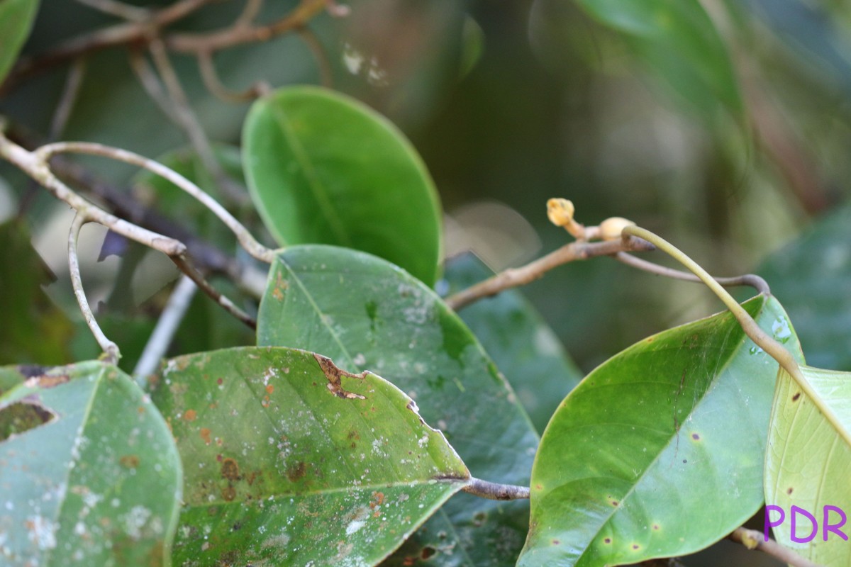 Stemonoporus kanneliyensis Kosterm.